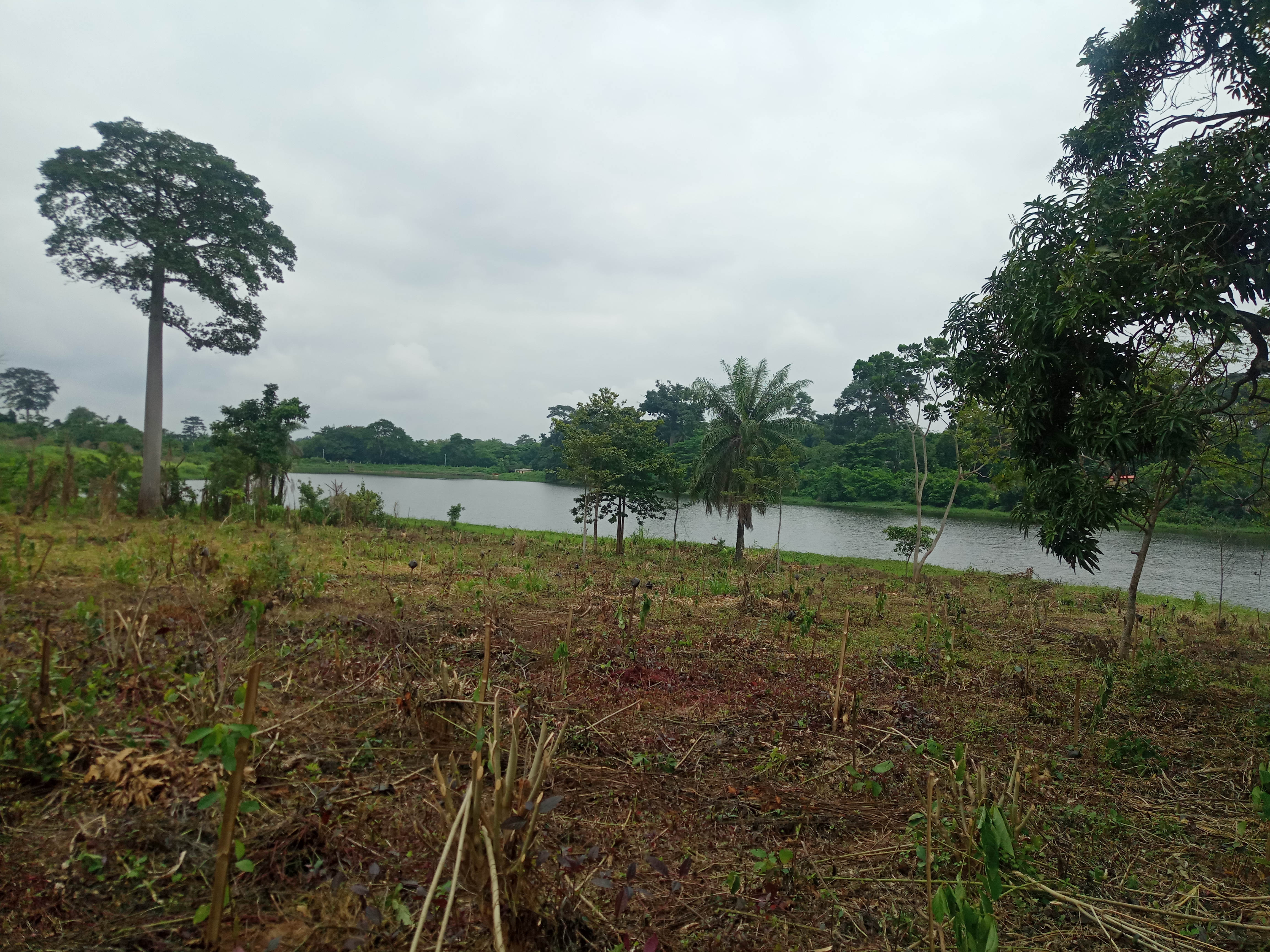 Awba Dam Vegetation Rehabilitation Project